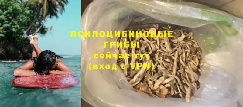 Псилоцибиновые грибы Psilocybine cubensis  Апшеронск 